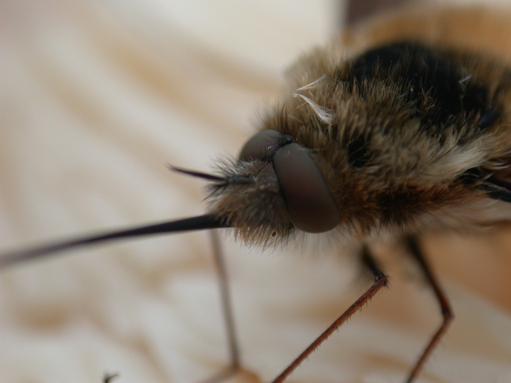 Bombilius major... e fungo